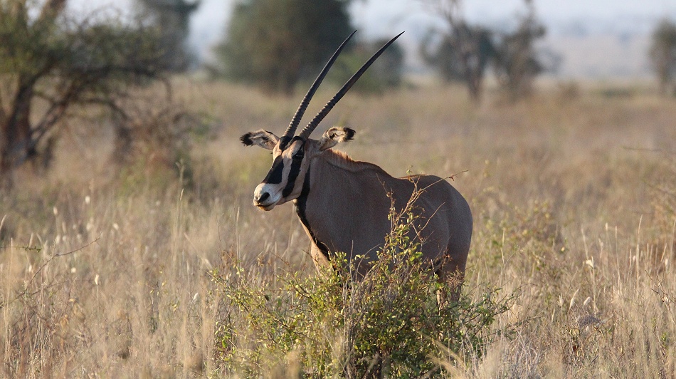 Fransenohr Oryx
