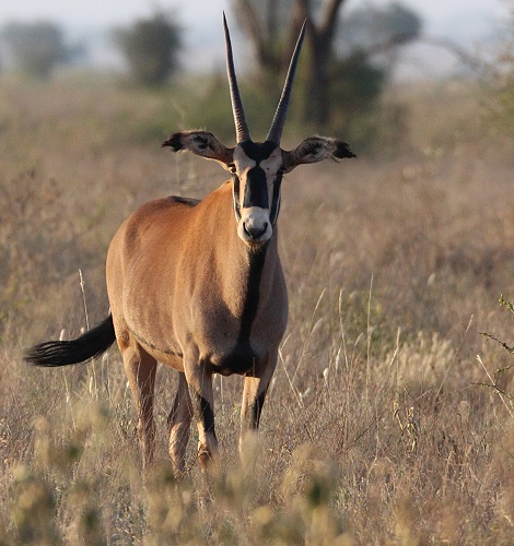 Fransenohr Oryx