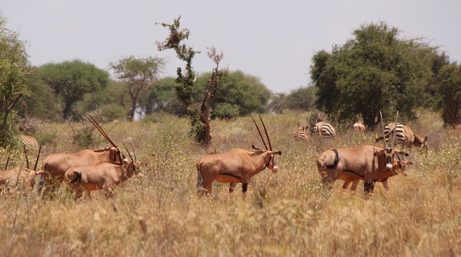 Fransenohr Oryx