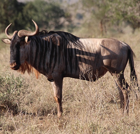 Weissbartgnu im Lumo Conservancy