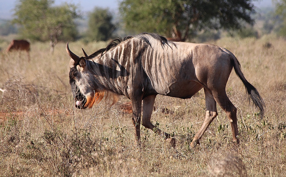 Gnu im Lumo Conservancy