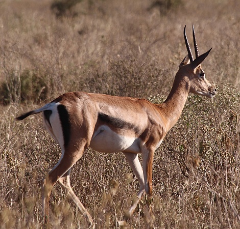 Grant Gazelle im Lumo Conservancy