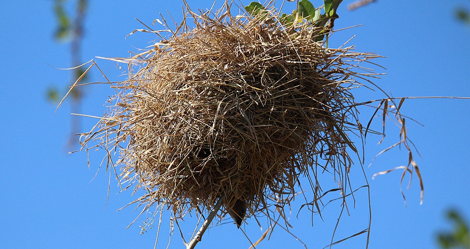 Graukappenweber beim Nestbau
