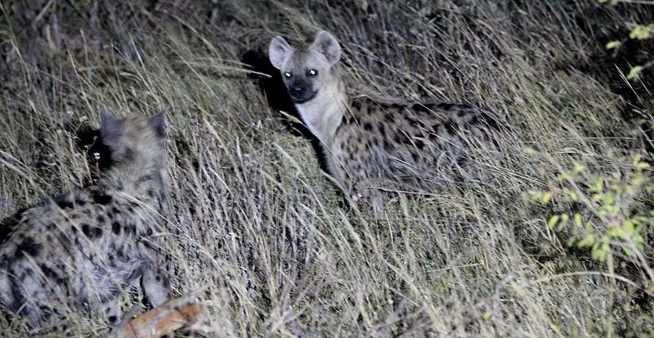 Nachtpirschfahrt im Lumo Conservancy