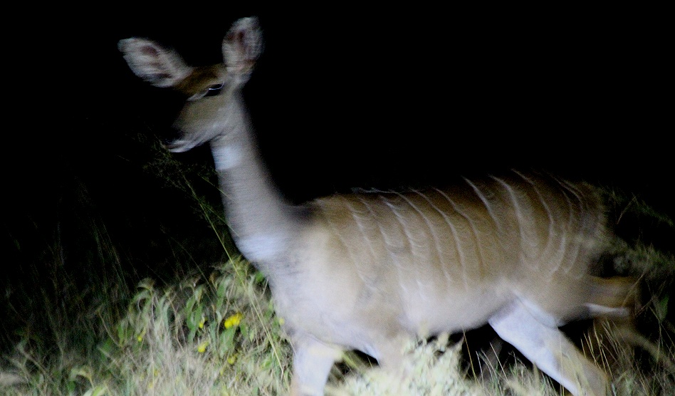 Kleiner Kudu