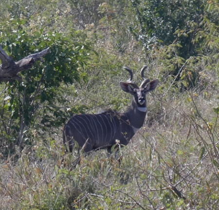 Kleiner Kudu, Männchen
