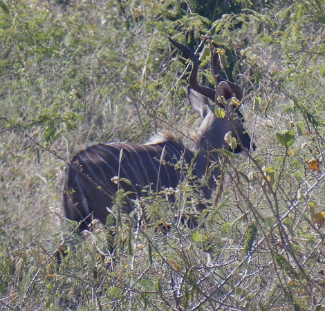 Kleiner Kudu, Männchen