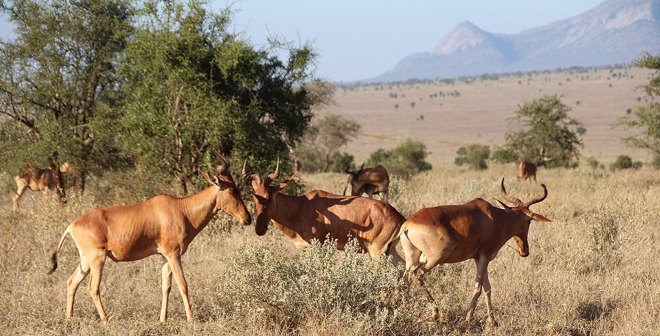Kongoni im Lumo Conservancy