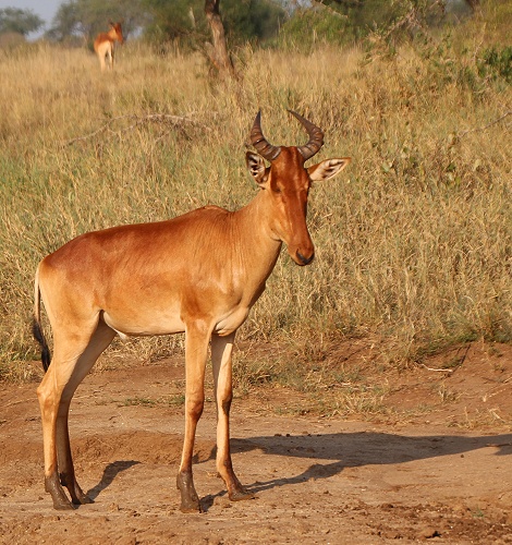 Kongoni Antilope