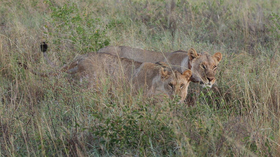 neue Löwen im Lumo Conservancy