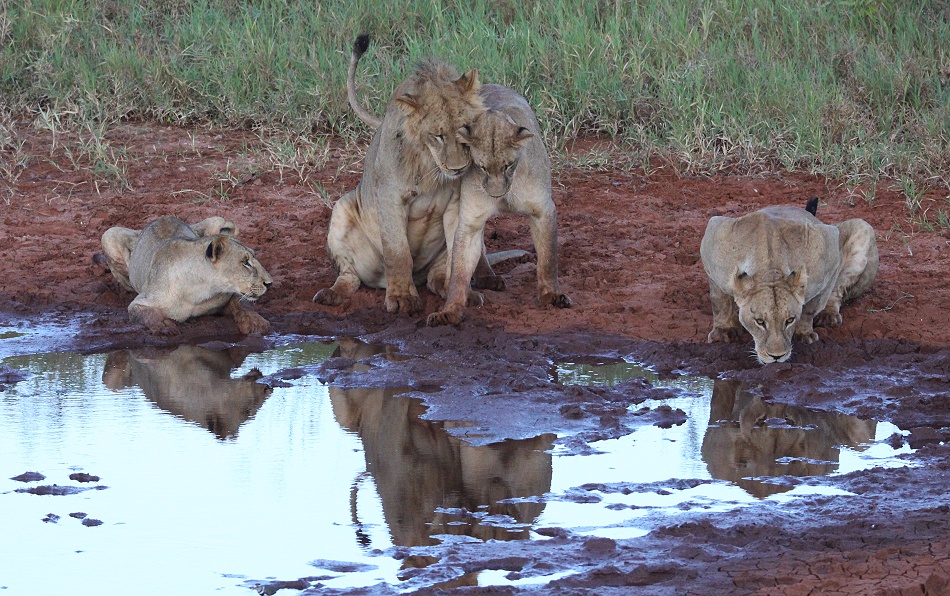 neue Löwen im Lumo Conservancy