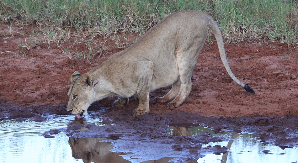neue Löwen im Lumo Conservancy