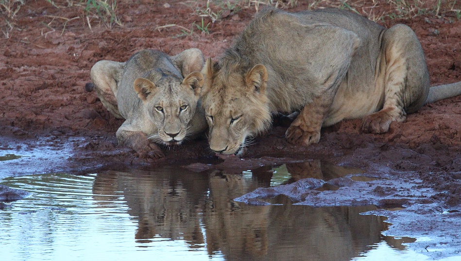 neue Löwen im Lumo Conservancy