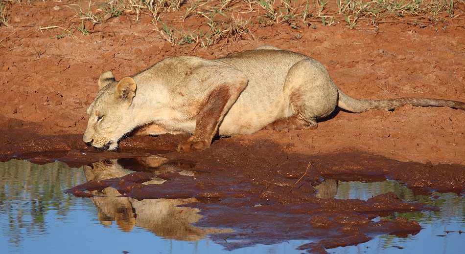 neue Löwen im Lumo Conservancy