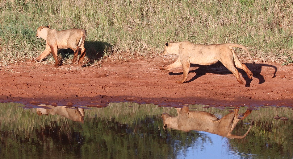 neue Löwen im Lumo Conservancy