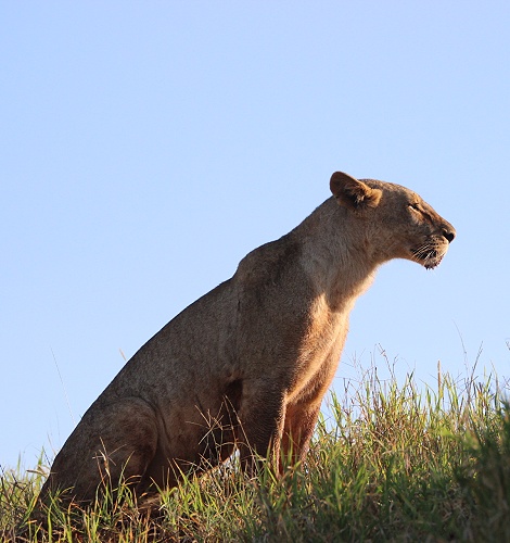 neue Löwen im Lumo Conservancy