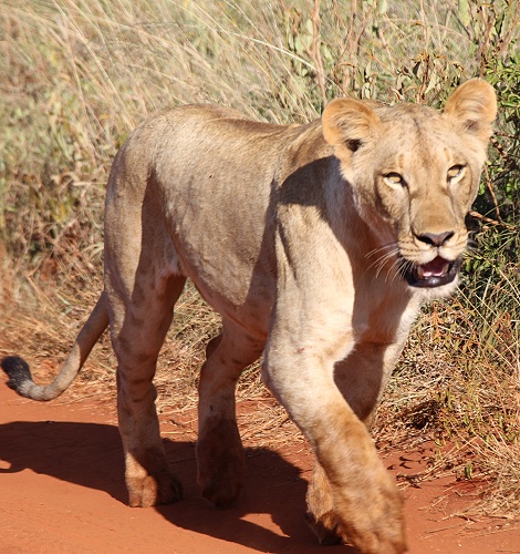 Löwen im Lumo Conservancy