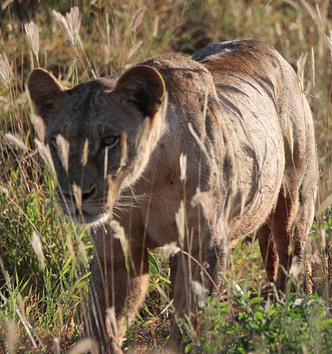 Löwen im Lumo Conservancy