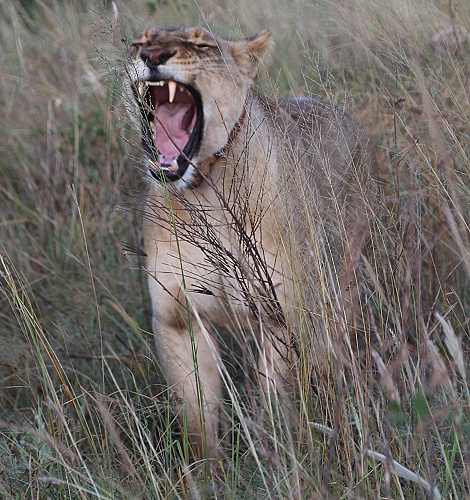 neue Löwen im Lumo Conservancy