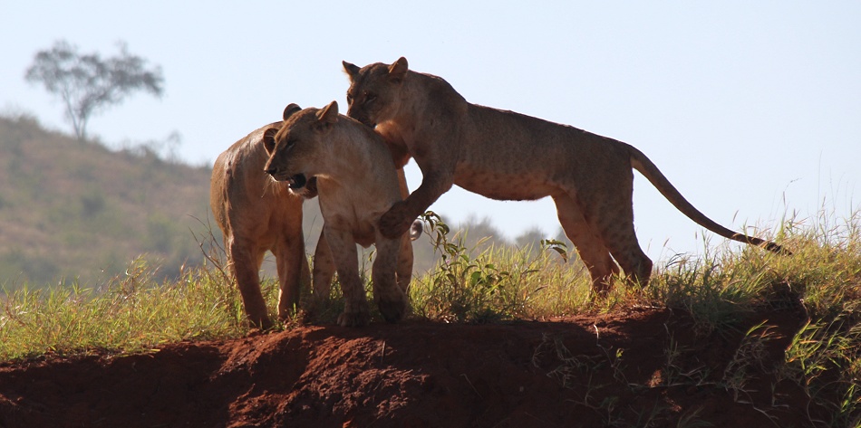 Löwen im Lumo Conservancy