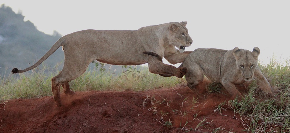 Löwen im Lumo Conservancy