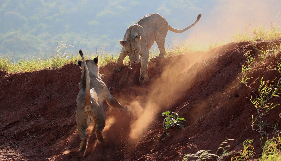 Löwen im Lumo Conservancy