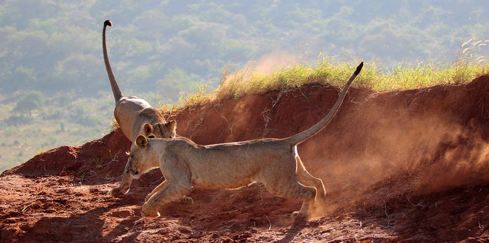 Löwen im Lumo Conservancy