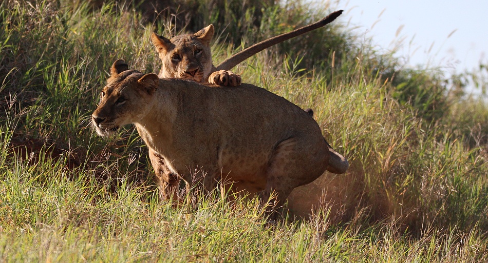 Löwen im Lumo Conservancy