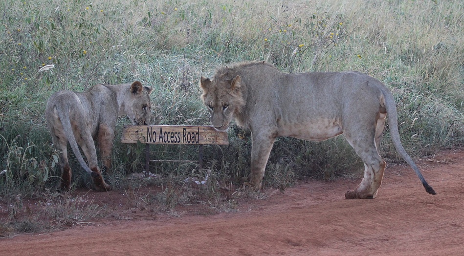 neue Löwen im Lumo Conservancy