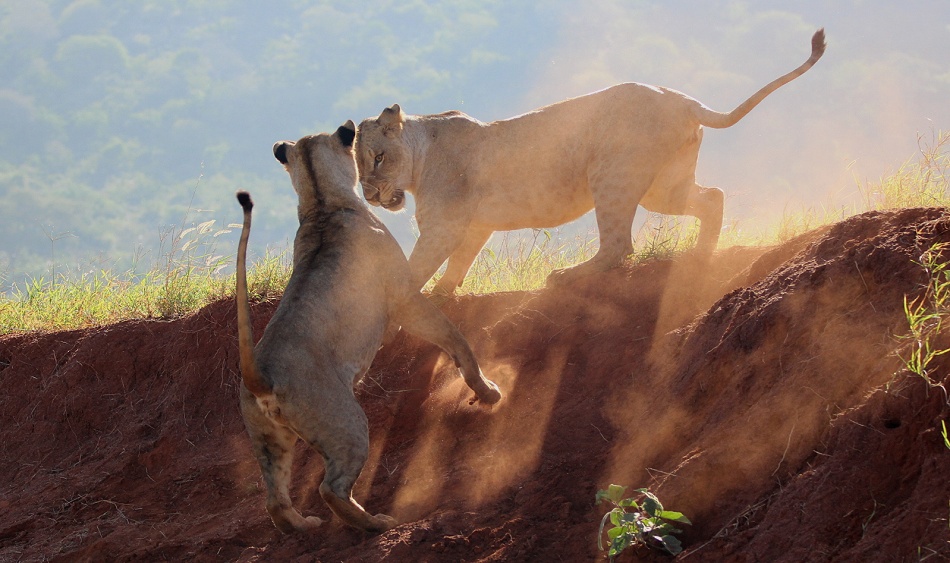 Löwen im Lumo Conservancy