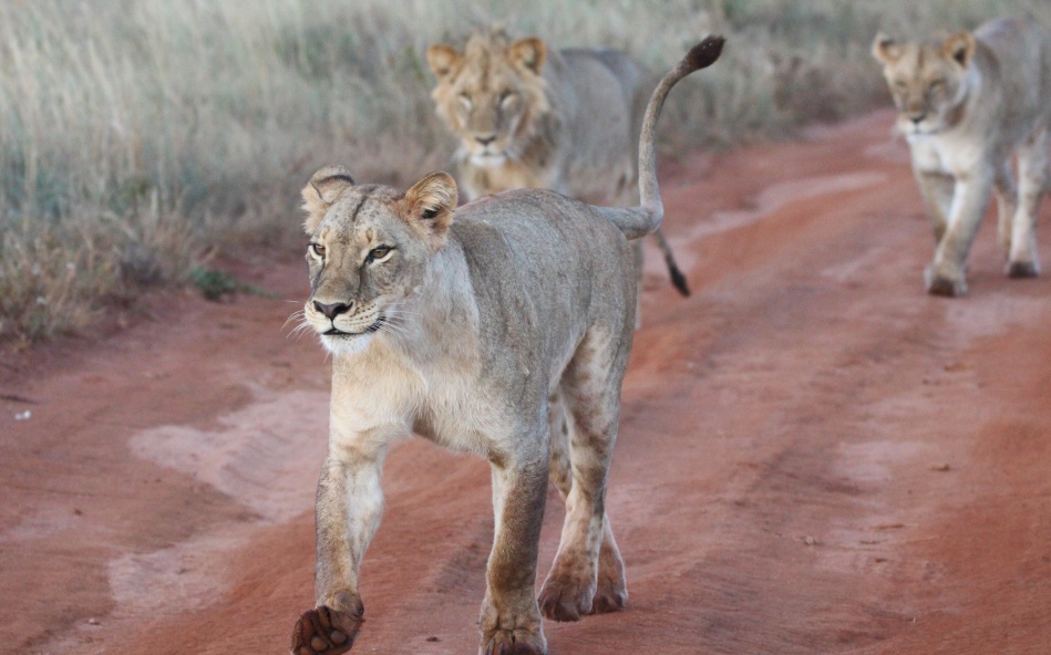 neue Löwen im Lumo Conservancy