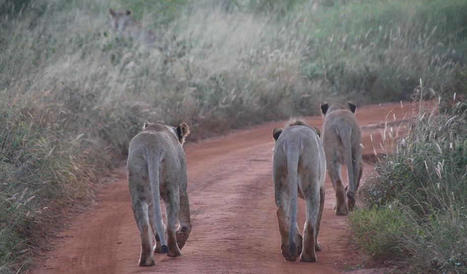 neue Löwen im Lumo Conservancy