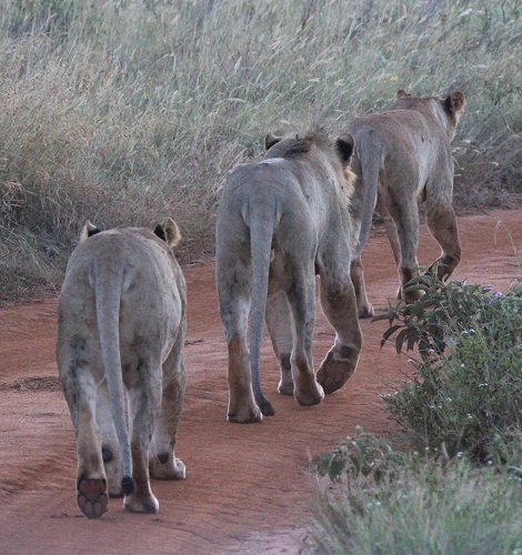 neue Löwen im Lumo Conservancy