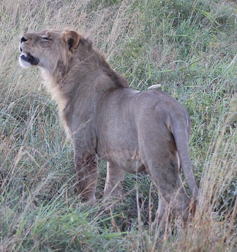 neue Löwen im Lumo Conservancy