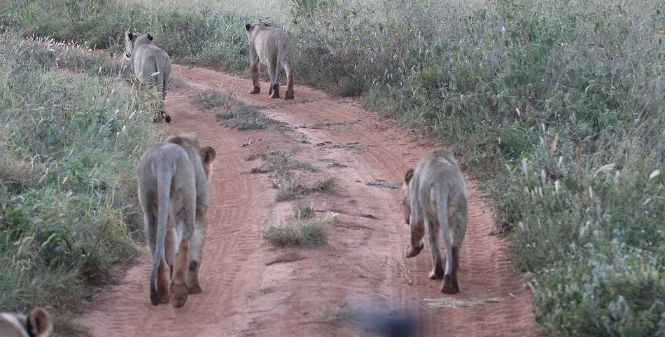 neue Löwen im Lumo Conservancy