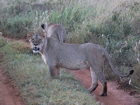 neue Löwen im Lumo Conservancy