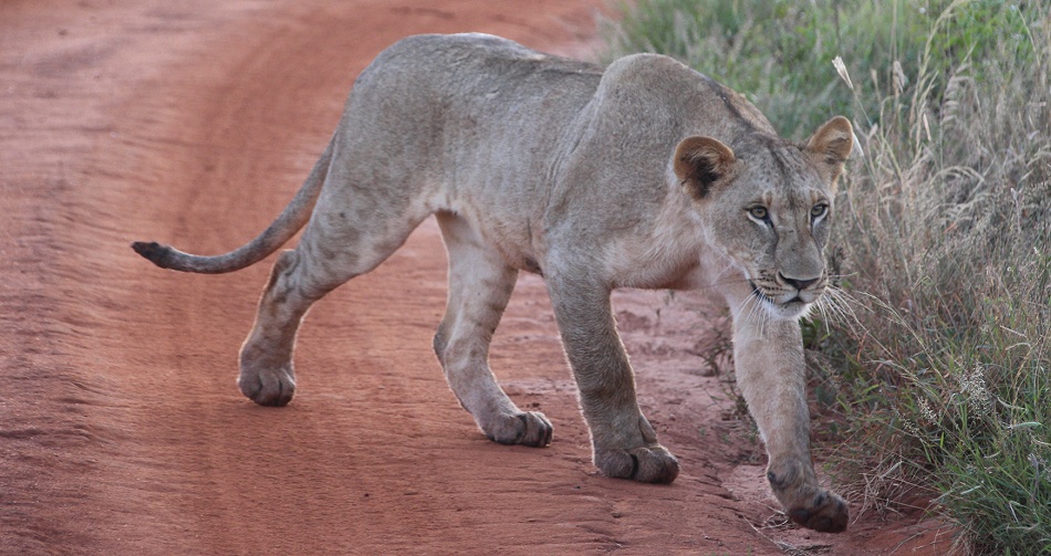 neue Löwen im Lumo Conservancy