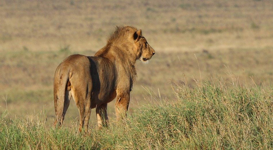 neue Löwen im Lumo Conservancy