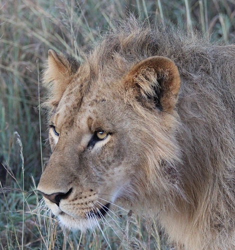 neue Löwen im Lumo Conservancy