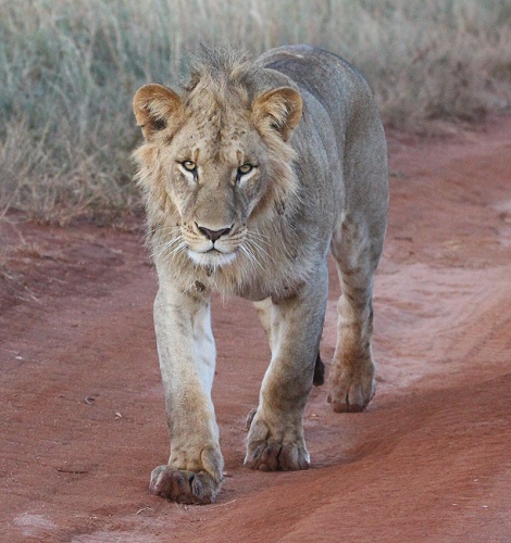 neue Löwen im Lumo Conservancy