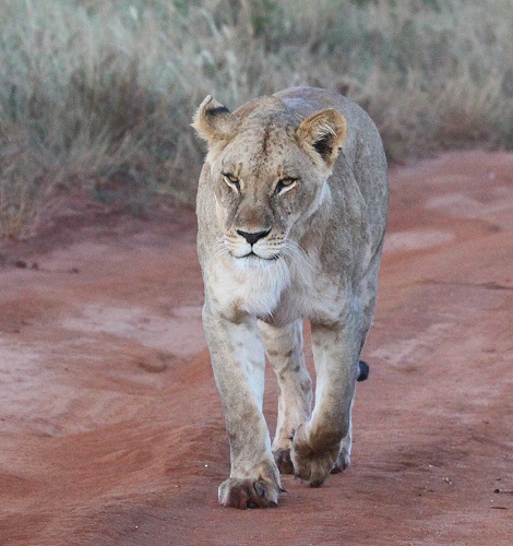 neue Löwen im Lumo Conservancy