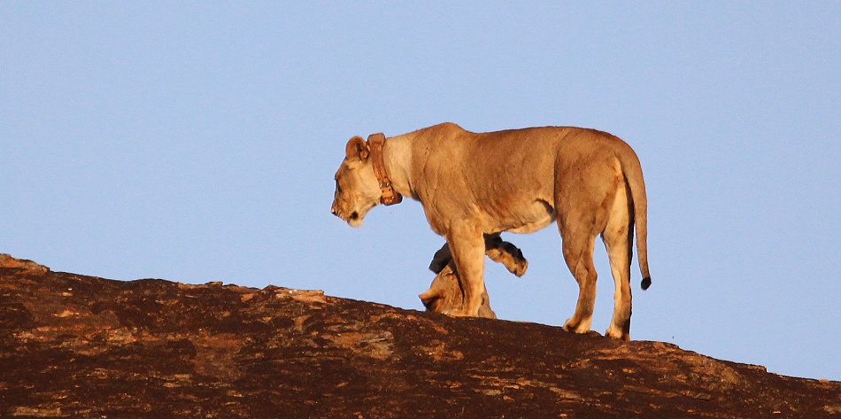 Löwen am Lions Rock im Lumo Conservancy