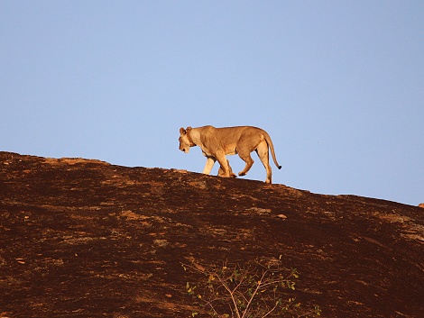 Löwen am Lions Rock im Lumo Conservancy