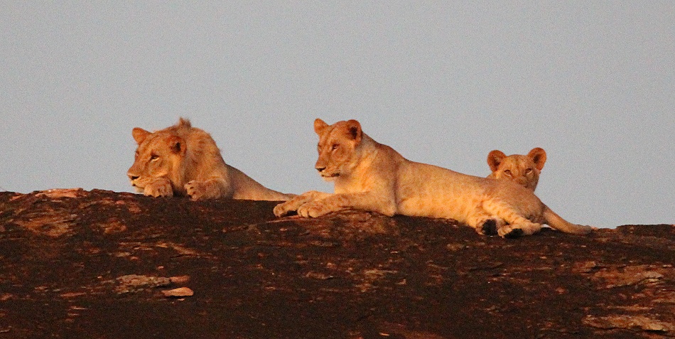 Löwen am Lions Rock im Lumo Conservancy