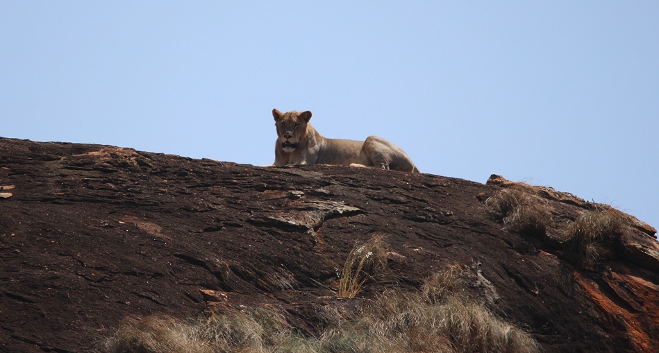 Löwen auf dem Lions Rock, Lumo Conservancy