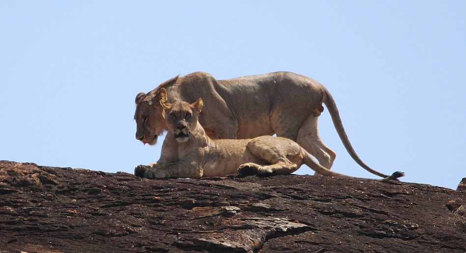 Löwen auf dem Lions Rock, Lumo Conservancy