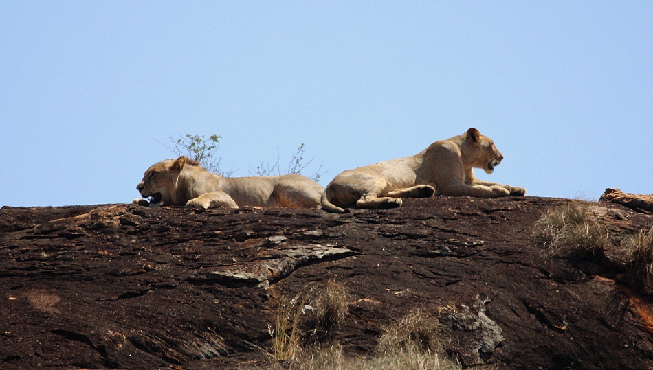 Löwen auf dem Lions Rock, Lumo Conservancy