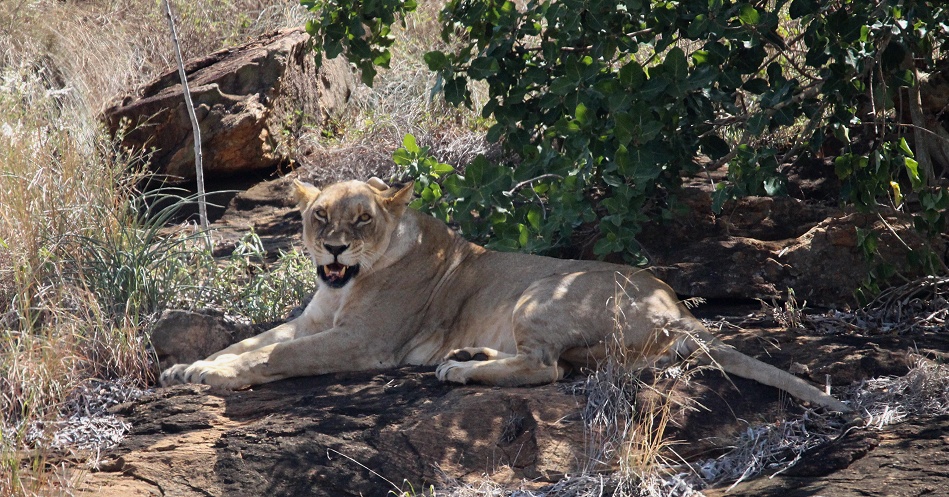 Löwen auf dem Lions Rock, Lumo Conservancy