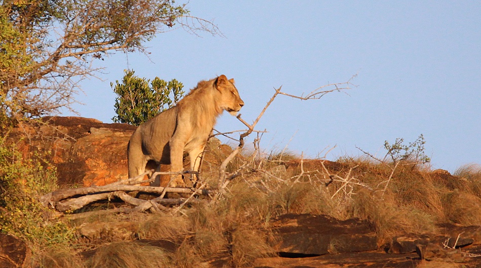 Löwen am Lions Rock im Lumo Conservancy