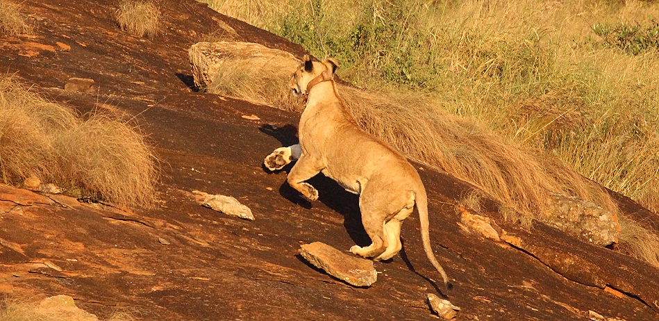 Löwen am Lions Rock im Lumo Conservancy